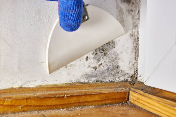 Best Crawl Space Mold Remediation  in Kendall Park, NJ